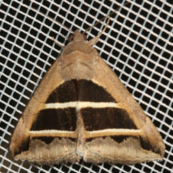 Grammodes bifasciata Grammodes bifasciata